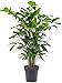 Caryota mitis - Fischschwanzpalme | Exotische Zimmerpflanze | Pflegeleicht & Luftreinigend | Tropische Palme für Innenbereiche | Höhe ca. 120-140 cm 140.1004 günstig Kaufen-Caryota mitis - Fischschwanzpalme | Exotische Zimmerpflanze | Pflegeleicht & Luftreinigend | Tropische Palme für Innenbereiche | Höhe ca. 120-140 cm