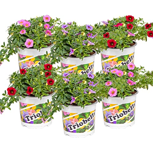 Bloomique - 6er-Mix - Calibrachoa - Kleinstblütige Petunien - Farb-Mix - Beetpflanzen - Gartenpflanzen - Höhe 15-20 cm - Topf 10 5 cm