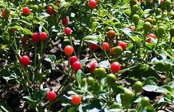 December01 &25+ American Pre- Stratified Ginseng Seeds