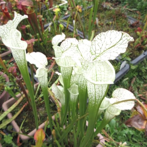 S. leucophylla alba × OHG JCPS ��q 50��+��