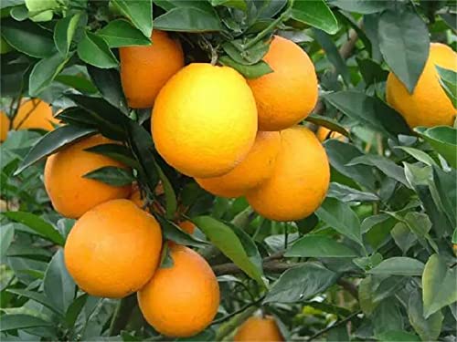 Zcbang Bonsai Orange Tree Seeds 20+ Seeds Grow A Delicious Fruit Bearing Bonsai Tree #TOP2