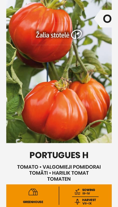 Zalia stotele | Tomates - PORTUGUES H Semillas de huerto | Tomates carnosos | Frutos grandes en forma de pera | Híbrido medio-precoz | Para invernadero | Semillas de tomate | 1 sobre