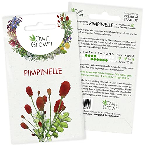 Pimpinelle Samen: Pimpinelle Saatgut zur Anzucht von 100 Kräuter Pflanzen – Wildkräuter Samen – Kräuter Saatgut – Samen Kräuter Pflanze von OwnGrown