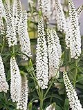 Seeds - 100 White Veronica Seeds Speedwell Royal Candle Perennial, Flowering Seeds