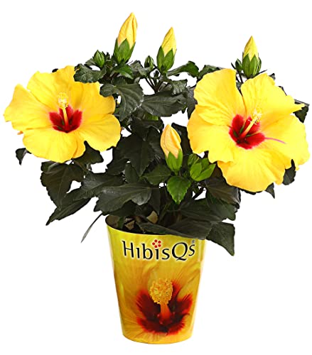 Dehner Riesen Hibiskus