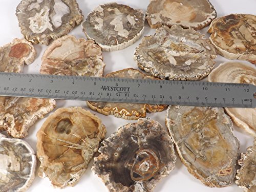 Petrified Wood Slab, A Polished Fossil Stone Tree Specimen Slice From Madagascar, Each Piece Different For A Unique Gift, Medium 2 1/2"-4" Size #TOP7