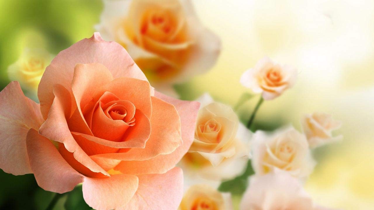 UGANIO PLANT Live English Orange Rose Flower Plant With Pot (B09VDXYG4C) Amazon Price History, Amazon Price Tracker