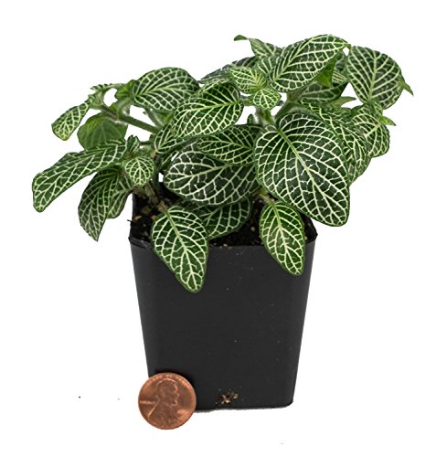 Sprig & Stone Fittonia albivenis 'Mini White' - Nerve Plant Sprig & Stone Fittonia albivenis 'Mini White' - Nerve Plant