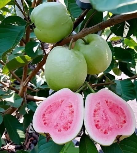 Image of Taiwan Pink Guava Live Fruit Plant | Healthy & Tasty Sweet Guava Tree | Perfect for Home Garden | Indoor & Outdoor All Season Fruit Plant | Without Pot