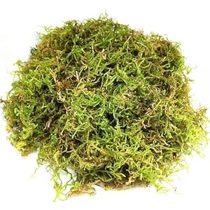 CONNECTION Sphagnum Moos 200g Natur-Moos