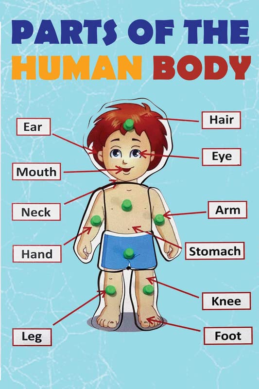 Decorative Poster Parts Of The Human Body Educational Poster For ...