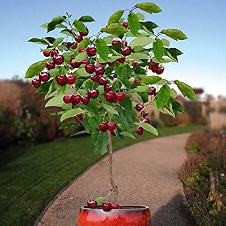 Glamaours Dwarf Black Cherry Tree 15 Seeds Cherry Fruit Bearing Tree (Prunus serotina) - 1
