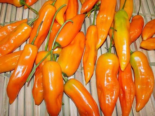 Aji Amarillo Pepper Seeds 15 Seed Pack by OrganicSeedSupply