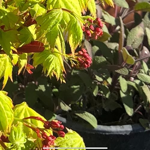 It&rsquo;s so much more! cover art