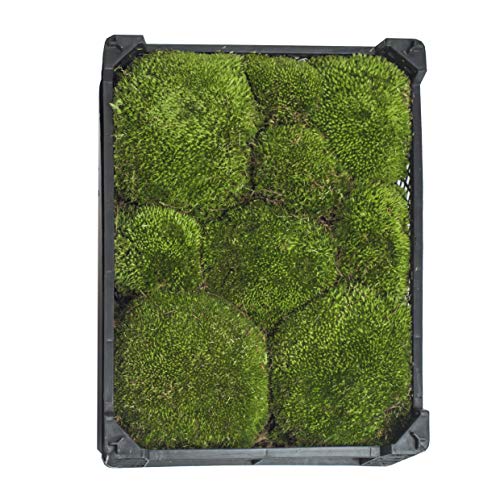Moos Interflowers GmbH Kiste Echtes Bollen Natur Deko