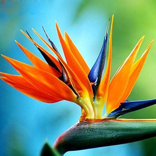 Amazon.com : 10 Seeds of Orange Bird of Paradise Flower fpr
