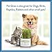 Pet Greens Live Cat Grass; Certified Organic & GMO-Free Variety Blend of Oat, Rye & Barley Grasses; Grown in The USA