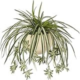 Sousi Lot de 3 plantes d'araignée artificielles en soie pour décoration d'intérieur, chamb...