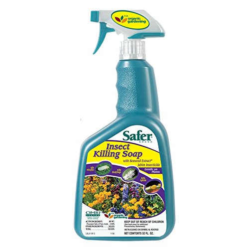 Safer Insect Killing Soap With Seaweed Extract