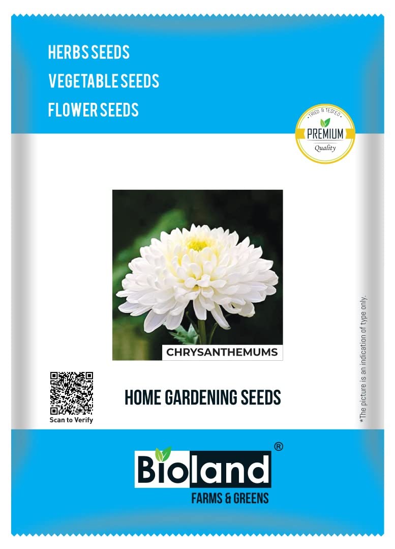 BIOLAND Chrysanthemums Flower Seeds (Phool ke Beej) for Home/Terrace Garden (B0B4W88DTB) Amazon Price History, Amazon Price Tracker