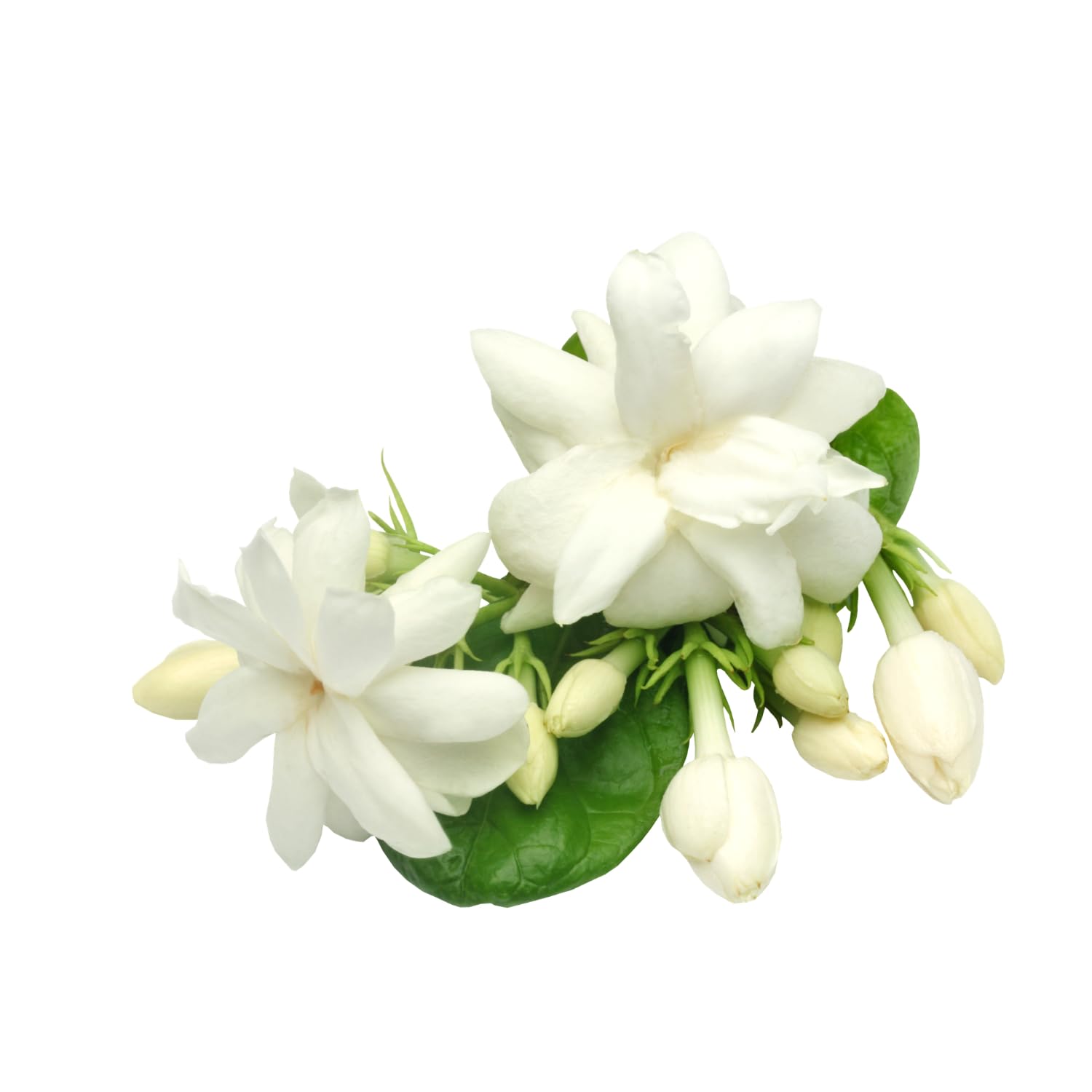 Detergente Bagno al Gelsomino – 650 ml – Pulizia Profonda e Profumo Fresco – Variazioni 4/8/12 Pezzi (12)