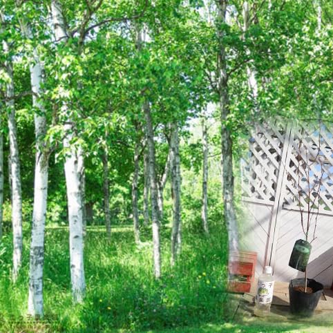 Amazon.co.jp: 白樺『ジャクモンティ』（シラカバ）10.5cmポット苗