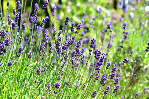 Pack of 6 English Lavender 17cm Pot Size