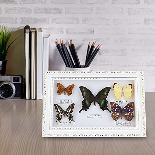 Cocoarm Ejemplar Mariposas 5uds Marco Blanco para decoración del hogar 5