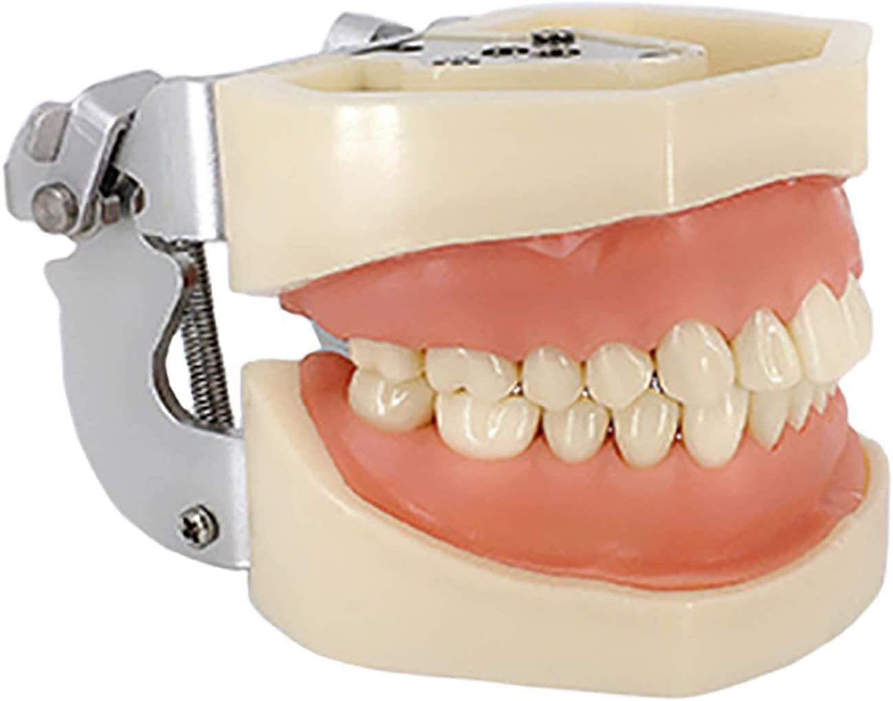 Modèle De Préparation Dentaire pour La Pratique Orale 28 Modèles Remplaçables Et Amovibles pour Les Gommes Molles Dents