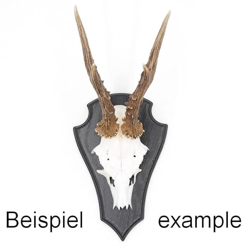 Generisch 5 Stück REH Trophäenschilder Spitz Eiche dunkel groß AF 21 cm x 13 cm