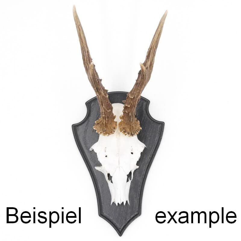 Generisch 5 Stück REH Trophäenschilder Spitz Eiche dunkel groß AF 21 cm x 13 cm