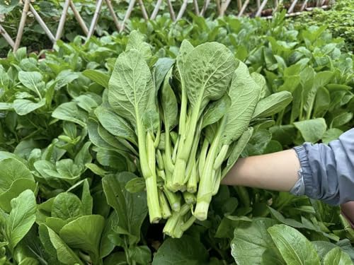 4000 Premium Choy Sum Seeds Ci Ngng Yu Choy Flowering Chinese Cabbage Seeds Non-GMO Heirloom 99% Germination Rate Easy to Grow Vegetable for Yard & Garden Planting