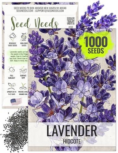 Seed Needs Lavender Seeds for Planting Hidcote Lavandula Plants - Non-GMO Heirloom & Untreated Medicinal Herb Seed to Plant & Grow an Outdoor Home Grown Herb Garden (1 Pack)