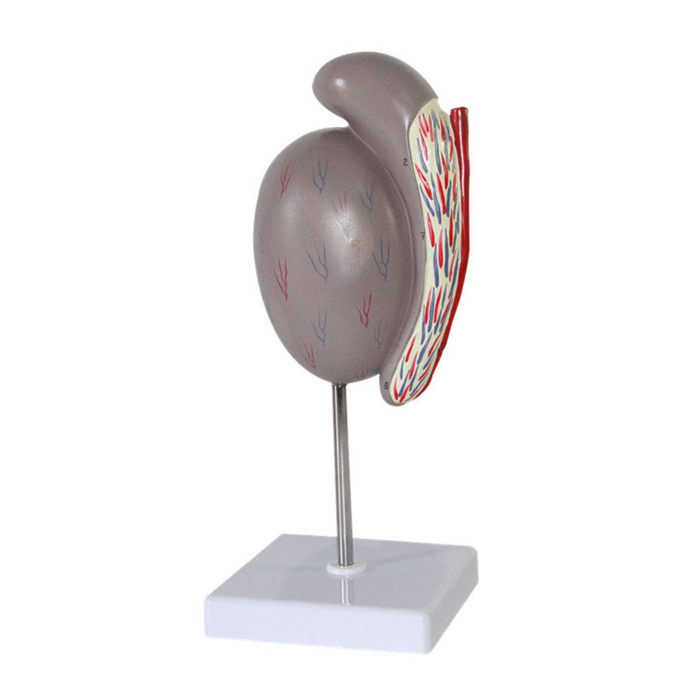 Anatomische Modelle, Anatomisches Modell der männlichen Fortpflanzungsorgane for medizinische Studien, Lehrmittel, Demonstration, wissenschaftliche Laborausrüstung