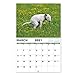 2020-2021 Wall Calendar - Pooping Dogs 2020-2021 Calendar with Thick Paper, 18 Month from Jan.2020 to Jun. 2021, Large 11