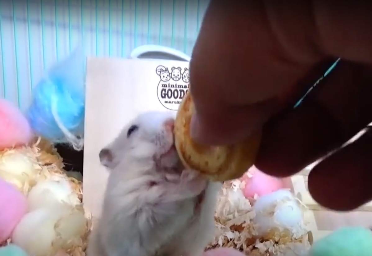 Amazon | マルカン ハムタ食堂 はむはむ ハームクーヘン ハムスター