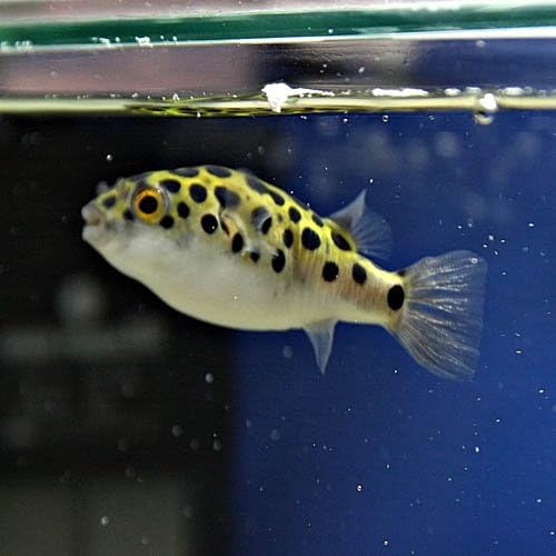 熱帯魚 ミドリフグ 約2 3cm 1匹 生体 Kazchess Kz