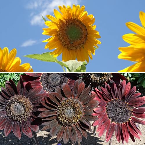 Image of Ferry-Morse Bulk Sunflower Seed Mix, 7,000+, 1 lb