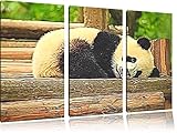 Pinède Brancard petit panda NewArt 3 PC image de toile douce image 120x80 sur toile, énorme XXL Photos complètement encadrée avec civière, art impression sur murale avec cadre, moins cher que la peinture ou la peinture à l\'huile, aucune affiche ou un poster