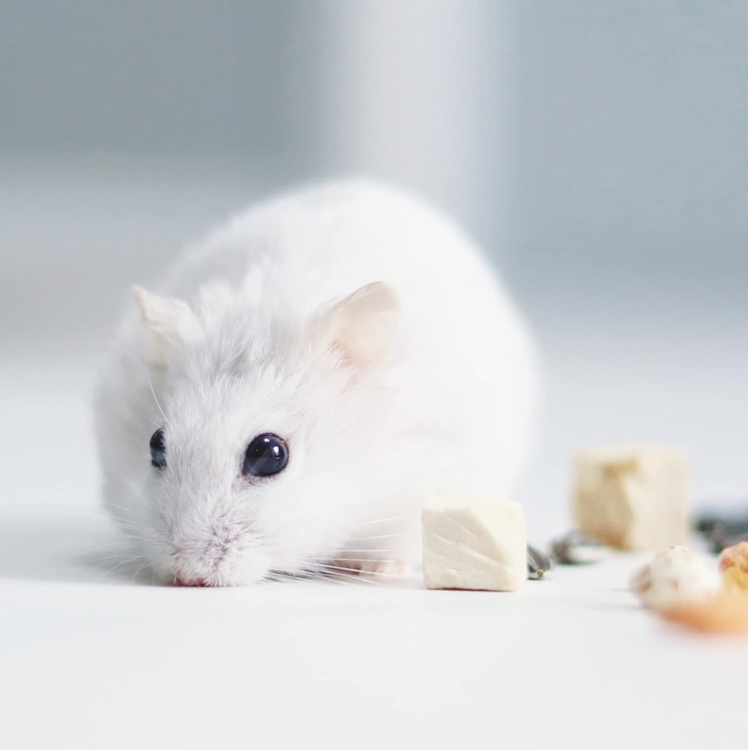 Maltbys' Stores 1904 Limited Mixed Rat and Mouse Food 500g Premium Quality Food SMW