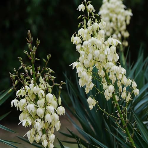 Semillas resistentes de yuca y lirio palma jardín rocas resistentes palma yuca arbustos, semillas orgánicas, parterre en maceta al aire libre ornamentales, 15pcs