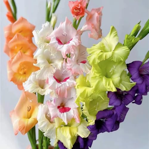 Bulbi di gladioli, resistenti all'esterno resistenti all'esterno I bulbi da sono perenni resistenti 15pcs