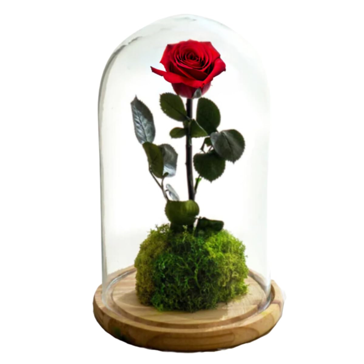 Kokedamas Lucciana Rosa Eterna Roja | Cúpula de Cristal con Flor Preservada | Ideal para Decoración Hogar | Sin riego | Medidas: 25 cm x 15 cm