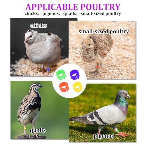100 peças faixas de pombo anéis de perna de aves de capoeira faixas de perna de codorna faixas de pe