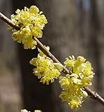 2 Northern Spicebush Shrubs/Bushes - 12-24' Tall Live Plants - 1-2 Feet Tall Seedlings - Lindera Benzoin