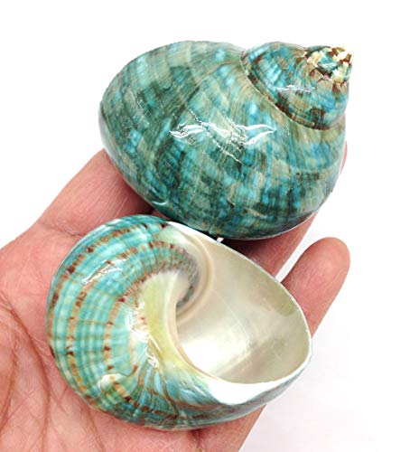 Image of PEPPERLONELY 2 PC Natural Large Hermit Crab Shells, Green Blue Gade Turbo, 2-1 /2 Inch ~ 3 Inch
