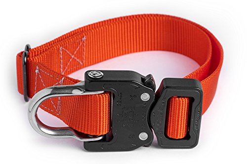 best collar for bully breeds