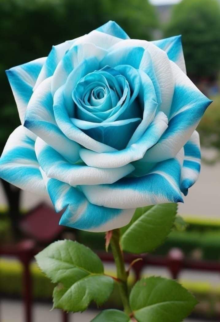 SVG® Rose flower seeds for planting home gardening 30 to 40 seeds