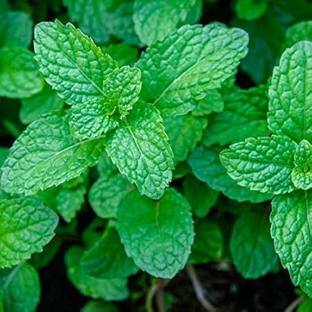 Rameshvar Enterprises | Mint Peppermint Live Natural Plant