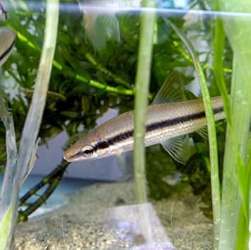 Amazon 淡水魚 ムギツク 1匹 生体 川村淡水魚販売 観賞魚 水中生物 通販